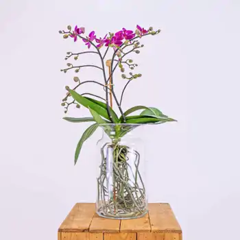 Comprar Mini phalaenopsis en jarrón en Barcelona