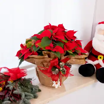 Comprar Planta de Navidad en Barcelona