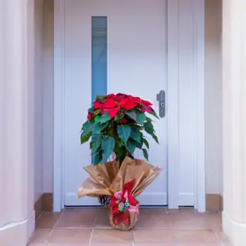 Comprar Poinsettia árbol en Barcelona