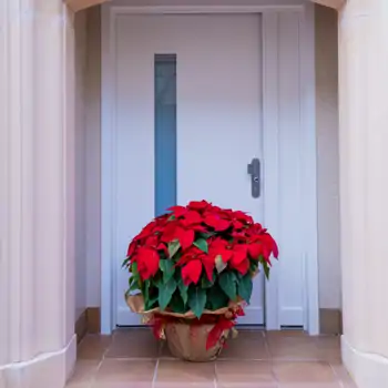 Comprar Poinsettia extra en cuenco en Barcelona