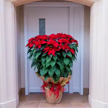 Comprar Poinsettia XL en Barcelona