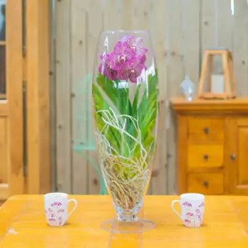 Comprar Wanda en jarrón en Barcelona